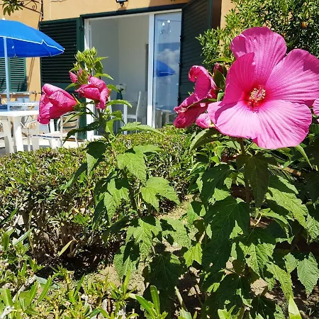 Blue Diamond * パルゲリーア